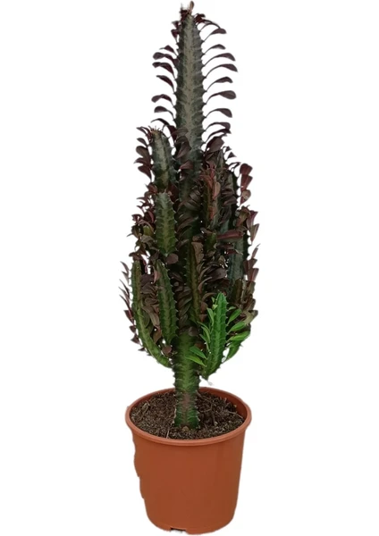 Büyük Boy Kaktüs Euphorbia Trigona Kırmızı Renk Afrika Süt Ağacı - Salon Bitkisi