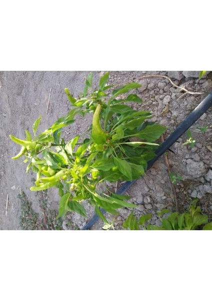 Acı Muhacir Biberi Tohumu (15 Adet)