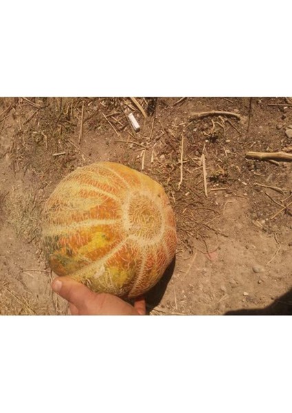 Lice Deşti Kavun Tohumu (10 Adet)