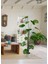 Yapay Ağaç Difenbahya Tropik 18 Dallı Çalılı Gövde 120X60CM Gümüş Aleminyum Saksıda 5