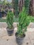 Saksılı Roket Ardıç Çam Fidanı 2 Yaş ( Juniperus Virginiana ) 1