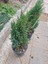 Saksılı Roket Ardıç Çam Fidanı 2 Yaş ( Juniperus Virginiana ) 3