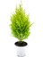 Lemon Cypress Limoni Servi Altın Gerçek Çam 30-40 cm 1