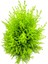 Lemon Cypress Limoni Servi Altın Gerçek Çam 30-40 cm 2