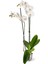 Phalaenopsis White Çift Dallı Beyaz Orkide Dekoratif Salon Bitkisi 1