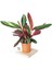 Calathea Triostar (Dua Çiçeği) 30-35 cm Ev Ofis Salon Bitkisi 1