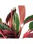 Calathea Triostar (Dua Çiçeği) 30-35 cm Ev Ofis Salon Bitkisi 2