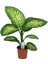 Difenbahya Bitkisi Dieffenbachia Tropic Snow Ev Ofis Salon Bitkisi 40-50 cm 1