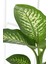 Difenbahya Bitkisi Dieffenbachia Tropic Snow Ev Ofis Salon Bitkisi 40-50 cm 2