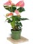 Anthurium Andraeanum Pembe Antoryum 35-40 cm Ev Ofis Salon Bitkisi 1