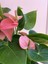 Anthurium Andraeanum Pembe Antoryum 35-40 cm Ev Ofis Salon Bitkisi 2