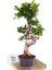 S-Form Gövde Bonsai Ağacı 50-60 cm (Ficus Microcarpa Ginseng) 1