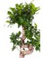 S-Form Gövde Bonsai Ağacı 50-60 cm (Ficus Microcarpa Ginseng) 2