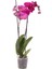 Phalaenopsis Purple Mor Orkide Çiçeği 60-80 cm 2 Dallı 1