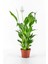 Spatifilyum Barış Çiçeği Spathiphyllum Bellini Beyaz Çiçekli Salon Bitkisi 1