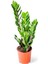 Zamioculcas Zamiifolia (Zeze Çiçeği) - Ev Ofis Salon Iç Mekan Bitkisi - 40 cm 1