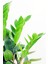 Zamioculcas Zamiifolia (Zeze Çiçeği) - Ev Ofis Salon Iç Mekan Bitkisi - 40 cm 2