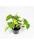 Kalp Yapraklı Salon Sarmaşığı Alacalı-  Pothos Philodendron Scandens Brasil Salon Bitkisi 2