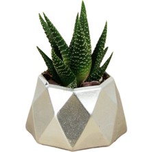 Stein Kohle Dekoratif Saksı Minik Kaktüs Saksısı Mini Poly 1 Model