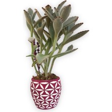 Karla Botanik Sukulent Kalanchoe Tomentosa Pembe Beyaz Saksıda