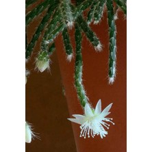 Karla Botanik Rhipsalis Pilocarpa Askılı Saksıda