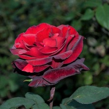 Fidan Sepetim Esmeray Gül Fidanı - Kadife Kırmızı