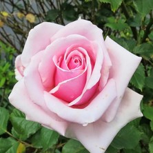 Fidan Sepetim Princess Gül Fidanı - Pembe/beyaz