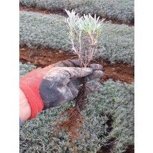 Egemen Fidancılık 10 Adet Açık Köklü Angustifolia Lavanta Fidesi Fidanı