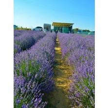 Egemen Fidancılık 100 Adet Açık Köklü Angustifolia Lavanta Fidesi Fidanı