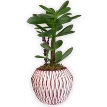 Karla Botanik Sukulent Crassula Ovata Pembe Çizgili Saksıda