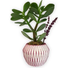 Karla Botanik Sukulent Crassula Ovata Pembe Çizgili Saksıda