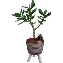 Karla Botanik Sukulent Crassula Ovata Ayaklı Bakır Renk Saksıda