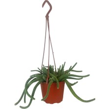 Çiçek Açan Yılan Kaktüsü | Chamaecereus Silvestrii