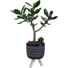 Karla Botanik Sukulent Crassula Ovata Ayaklı Siyah Saksıda