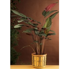 Renk Sepeti Calathea Ctenanthe Setosa - Dua Çiçeği Salon ve Ofis Bitkisi 60 - 80 cm