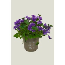 Maviş Çiçeği | Çan Çiçeği |  Campanula