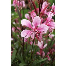 Karla Botanik Pembe Gaura Fidanı 40 cm x 3 Ad