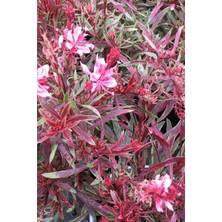 Karla Botanik Pembe Gaura Fidanı 40 cm x 3 Ad