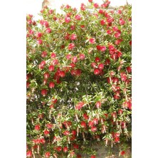 Karla Botanik Fırça Çalısı Callistemon (15~20 Cm)