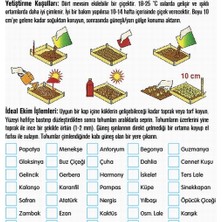 Day 10'lu Karışık Renk Küpe Çiçeği Tohumu + 10'lu Kırmızı Orkide Çiçek Tohumu