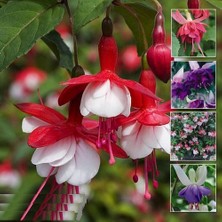 Day 25'li Karışık Renk Fuchsia Çiçeği Tohumu + 10'lu Kırmızı Orkide Çiçek Tohumu