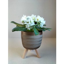 Karla Botanik Katmerli Beyaz Menekşe Ayaklı Gold Saksıda