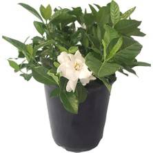 Karla Botanik Gardenya Çiçeği