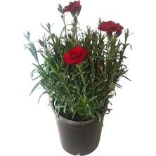 Kırmızı Karanfil Çiçeği