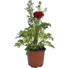 Karla Botanik Kırmızı Şakayık Fidesi