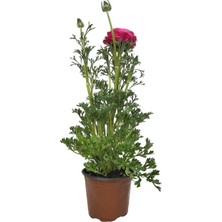 Karla Botanik Pembe Şakayık Fidesi