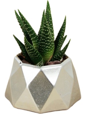 Stein Kohle Dekoratif Saksı Minik Kaktüs Saksısı Mini Poly 1 Model