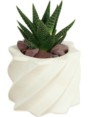 Stein Kohle Dekoratif Saksı Minik Kaktüs Saksısı Kalın Çizgi Yıldız Model