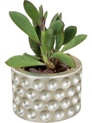 Dekoratif Saksı Minik Kaktüs Saksısı Puantiye Model