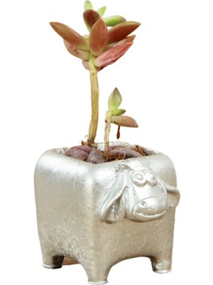 Dekoratif Saksı Minik Kaktüs Saksısı Mini Inek Model